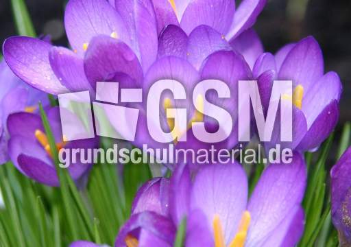 Krokusse-lila.jpg